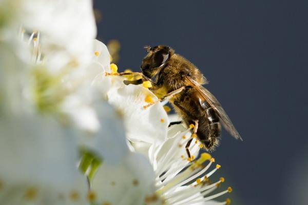 pollination of apple blossom by a bee