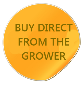 buy direct from the grower-buy at arthur greenhouses