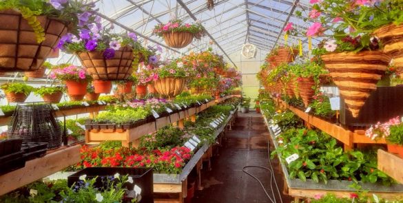 Welcome to Arthur Greenhouses
