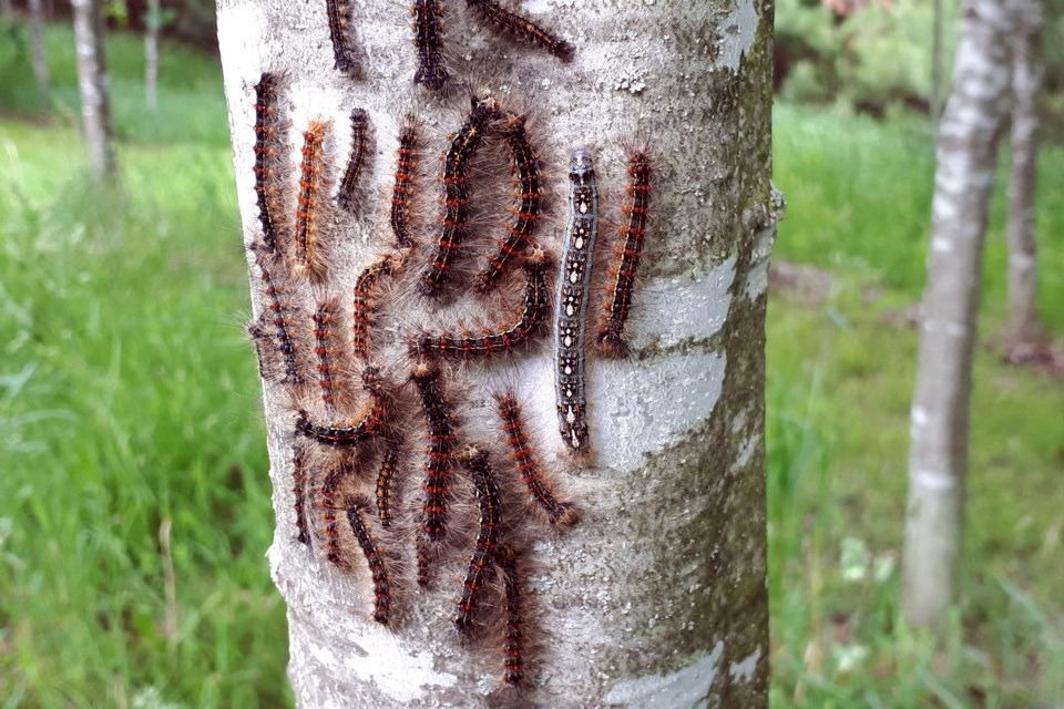 Gypsy Moth Prevention