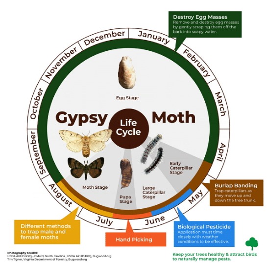 gypsy moth life cycle