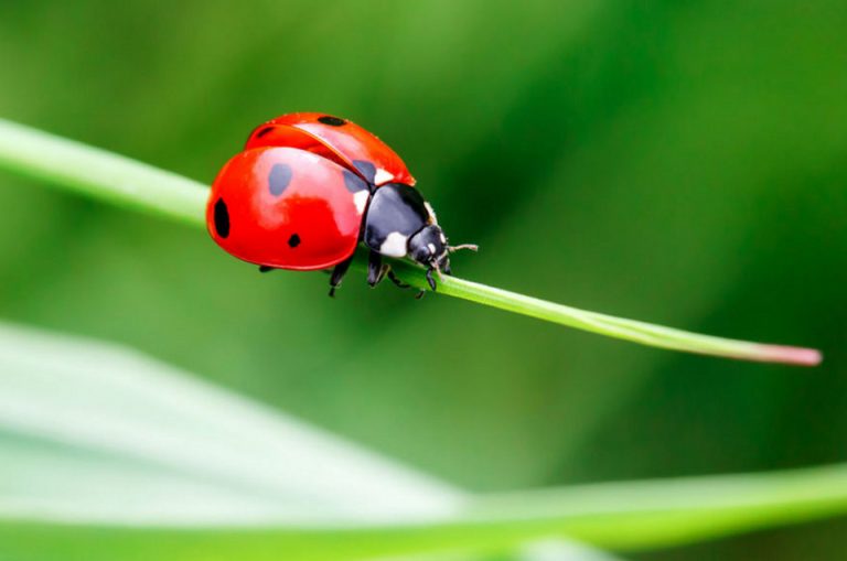 DIY Bio-Pesticides saves beneficial insects in your garden