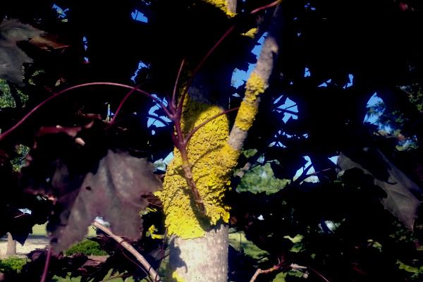 lichen on a tree