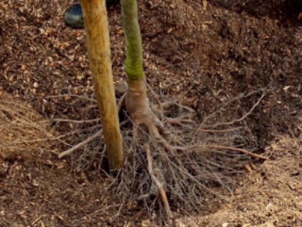 Tree and shrub planting tips