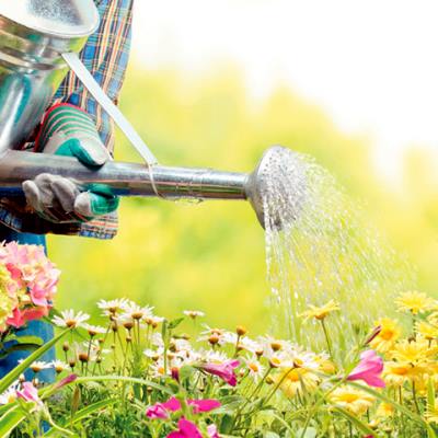 guidelines and tips for watering your gardentips