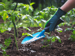 vegetable garden fertilizer